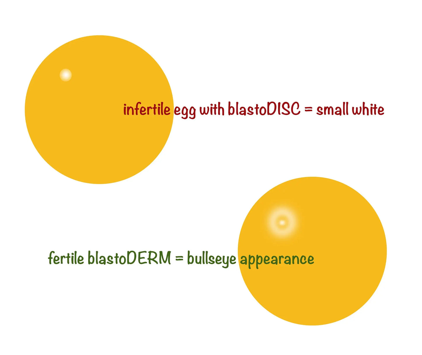 Breeding Ratio for High Egg Fertility Wynola Ranch