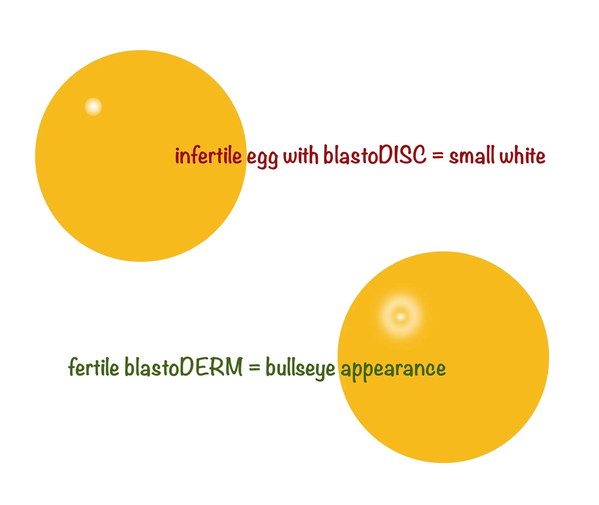 Breeding Ratio for High Egg Fertility Wynola Ranch