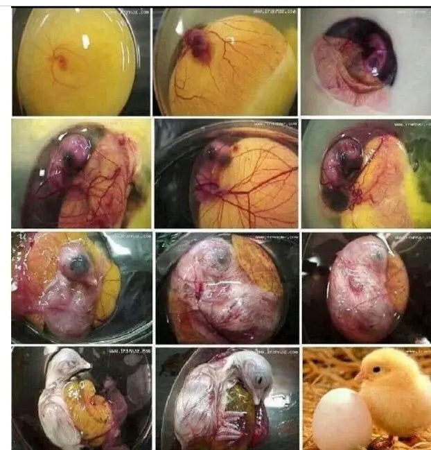 Embryo Mortality in Japanese (Coturnix) Quail Wynola Ranch