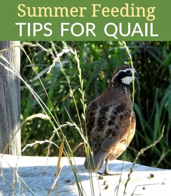 Feeding Quail Wynola Ranch