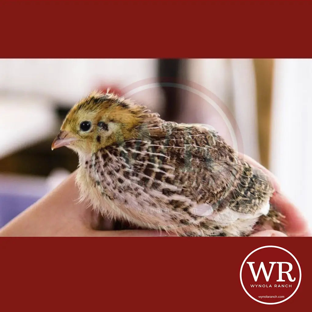 Raising Quail Made Easy. Wynola Ranch