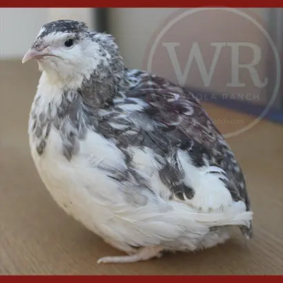 How to select the best females for better fertility. Wynola Ranch