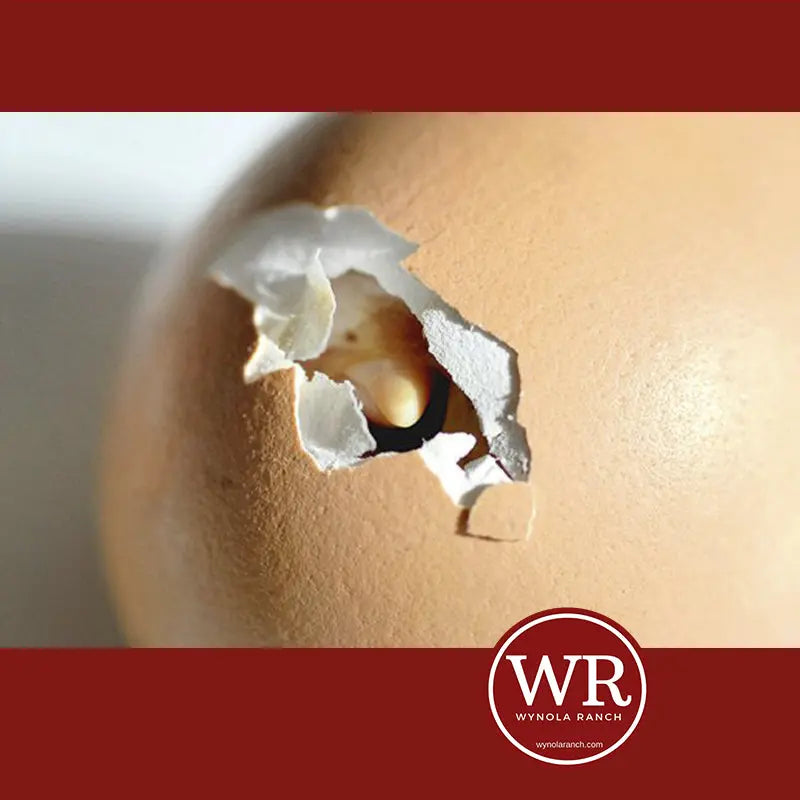 Common Incubation Problems Wynola Ranch