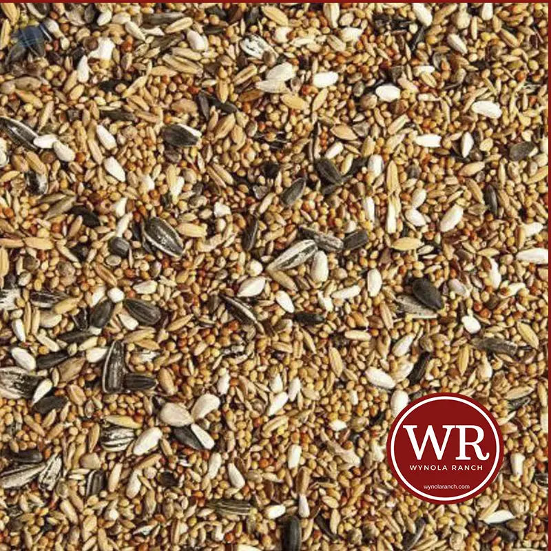 Feeding Quail (part 2) Wynola Ranch