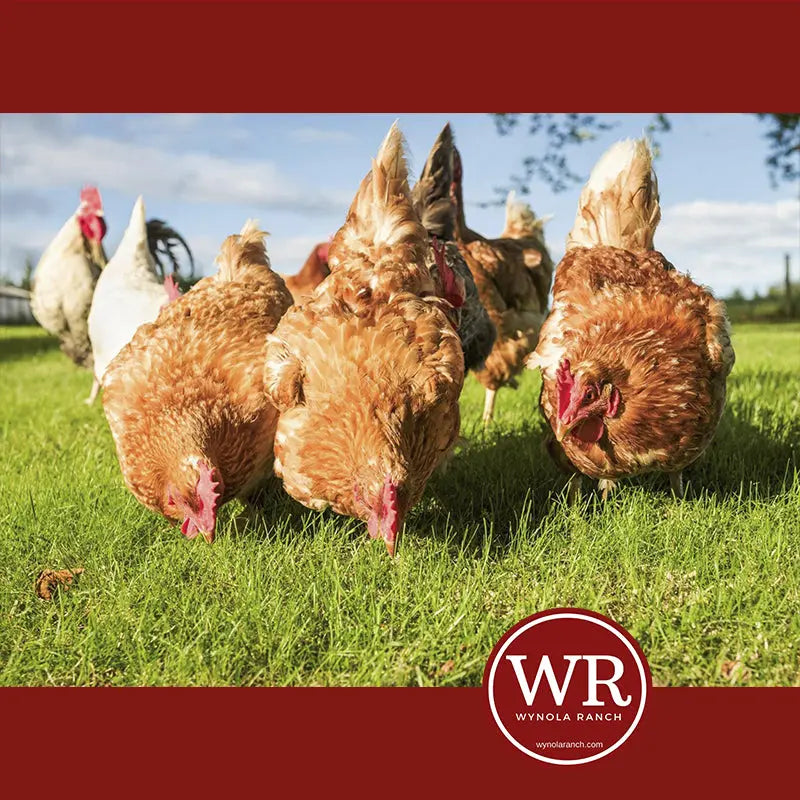 NATURAL FARMING POULTRY Wynola Ranch