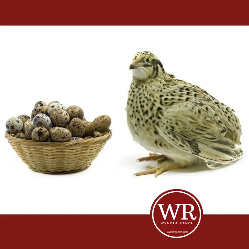 QUAIL: AN EGG & MEAT PRODUCTION Wynola Ranch
