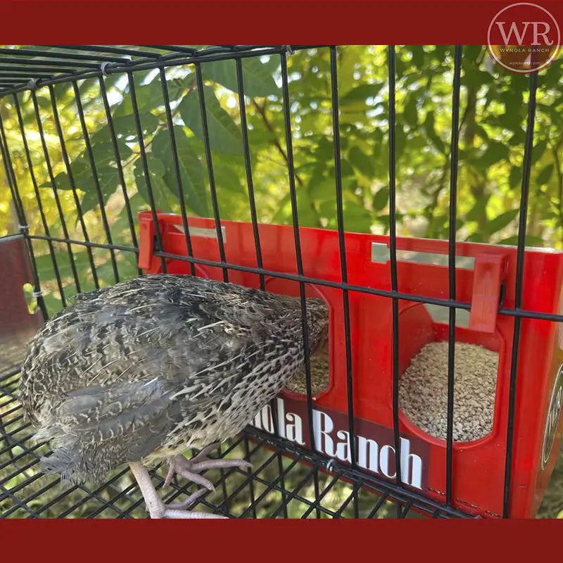 Parts Quail Feeder Cage Universal Quail Feeder