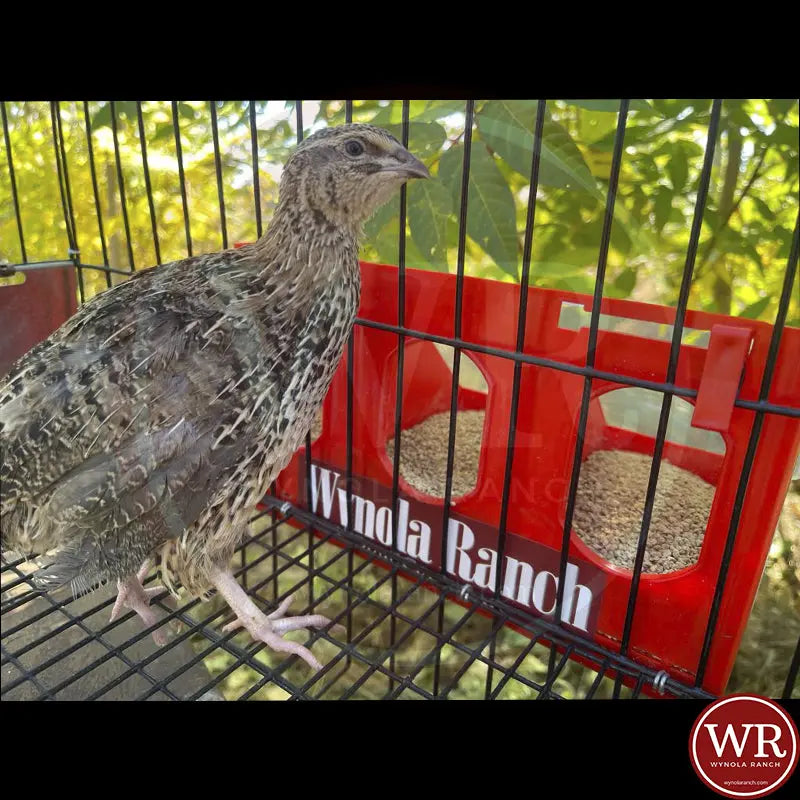 Parts Quail Feeder Cage Universal Quail Feeder