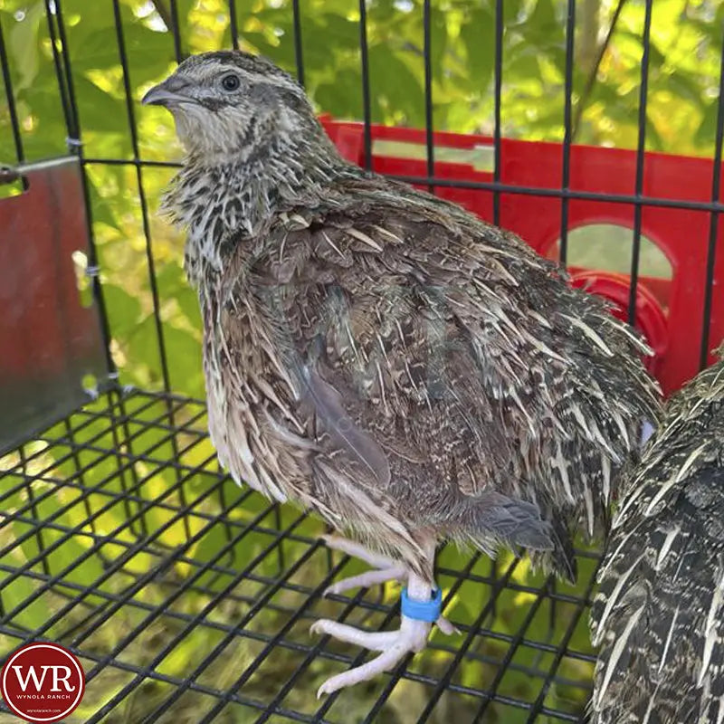 Parts Quail Leg Bands Assorted Quail leg Bands