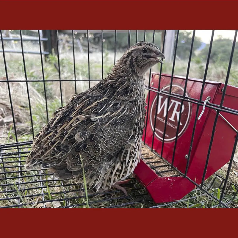 Quail Shop Home Quail J-Feeder Heavy Duty 5.5” – Wynola Ranch