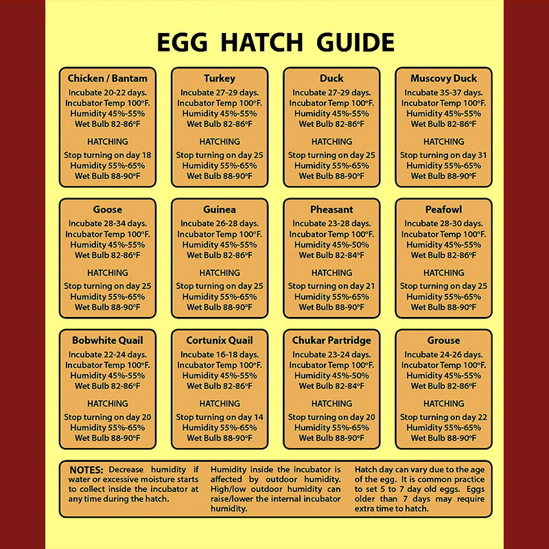 Research Center Hatching Eggs Guide Egg Hatching Guide